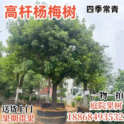 杨梅树大树苗带土特大杨梅树树苗嫁接苗东魁黑炭盆栽地栽当年结果