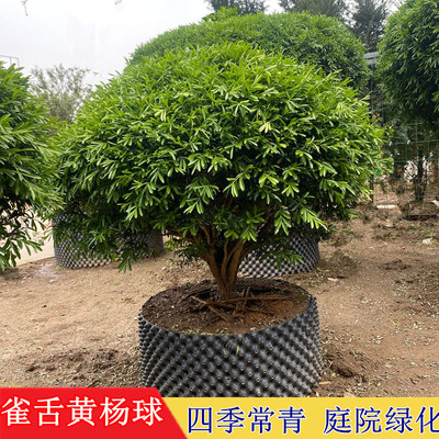 庭院雀舌黄杨球小叶黄杨绿化雀舌黄杨球四季常青耐寒植物绿化屋顶