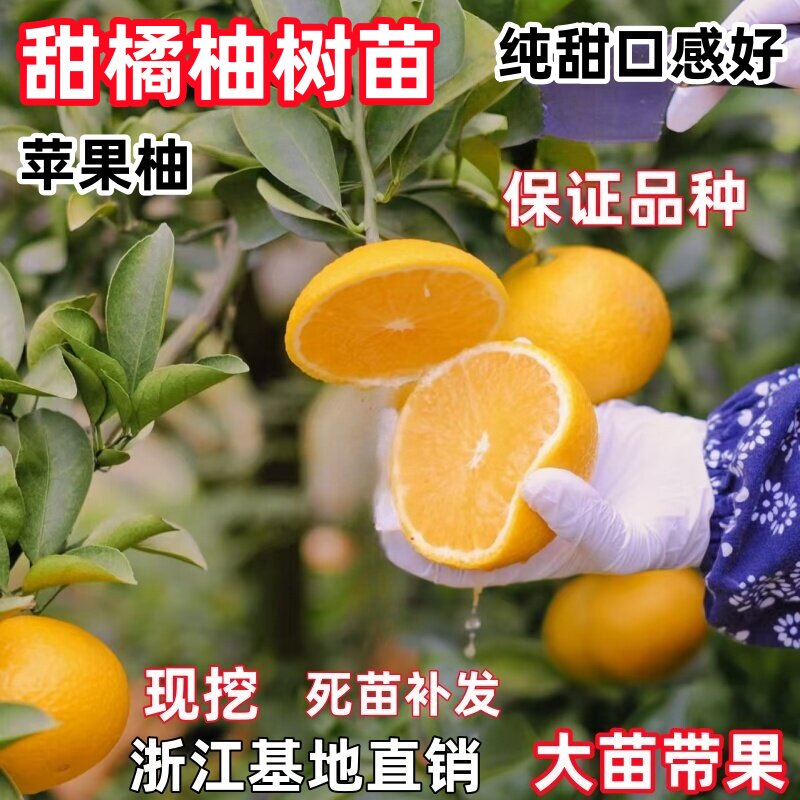 高糖桔柚树苗 庆元甜橘柚 桔柚嫁接苗 苹果柚子树果苗桔苗果树苗图片