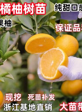 高糖桔柚树苗 庆元甜橘柚 桔柚嫁接苗 苹果柚子树果苗桔苗果树苗