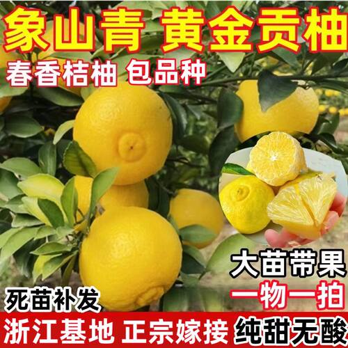 春香桔柚树苗 黄金贡柚树苗兼有桔和柚的香气柑橘树苗 象山青树苗