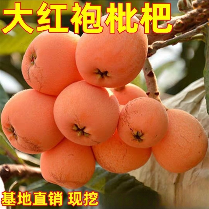 大红袍枇杷树特大庭院果树盆栽