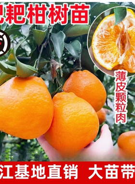 粑粑柑树苗浙江耙耙苗树苗嫁接不知火春见丑八怪粑粑柑树苗