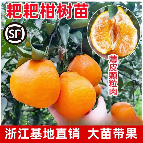 粑粑柑树苗四川春见耙耙苗树苗嫁接不知火春见丑八怪粑粑柑树苗