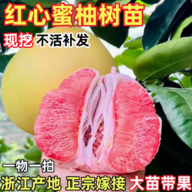 红心蜜柚树苗 正宗红肉蜜柚苗 红心蜜柚树苗 嫁接红心柚子树苗