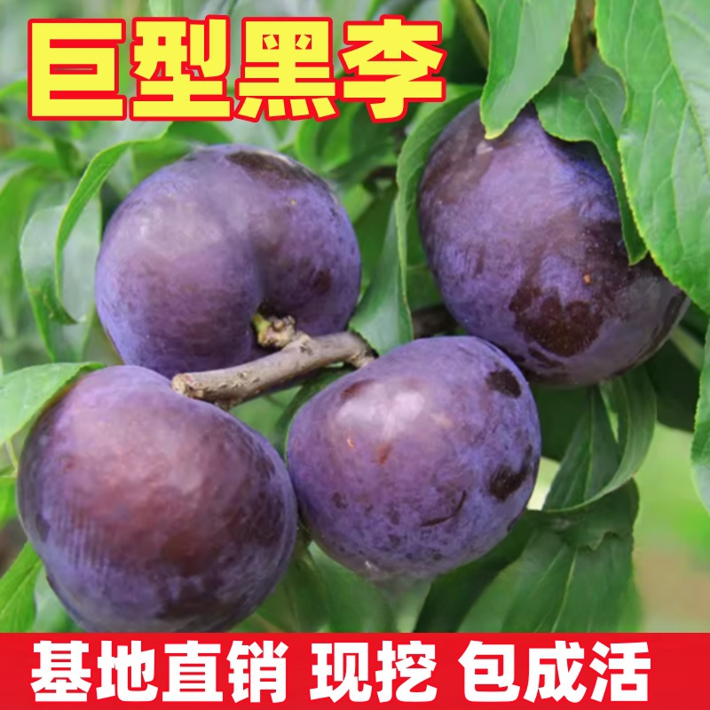 嫁接李子树苗 大黑李树苗 荷兰巨型黑李苗 南方北方种植的果树苗