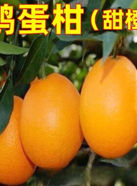 甜橙苗 锦橙苗 鹅蛋柑树苗 锦橙树苗 当年结果鹅蛋柑橘苗当年结果