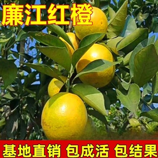 廉江红橙树苗嫁接苗 红心橙子脐橙苗 红江橙子树苗当年结果树包邮