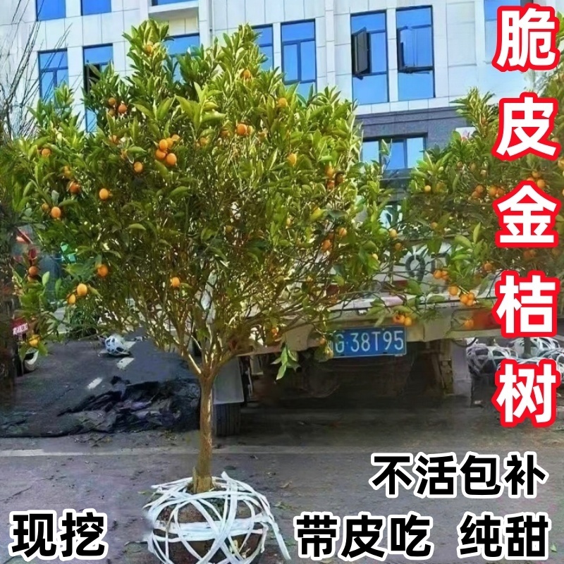大果脆皮金桔树苗蜜糖金桔苗带果发货大金桔树南北方种植当年结果