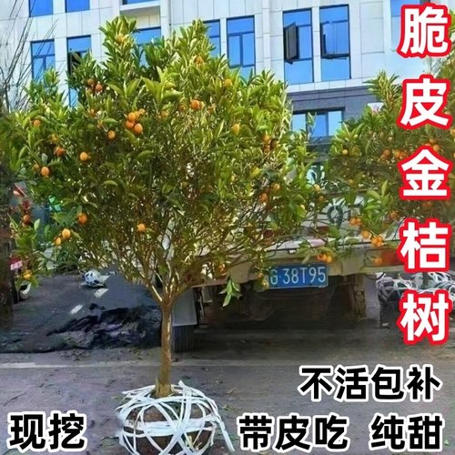 大果脆皮金桔树苗蜜糖金桔苗带果发货大金桔树南北方种植当年结果