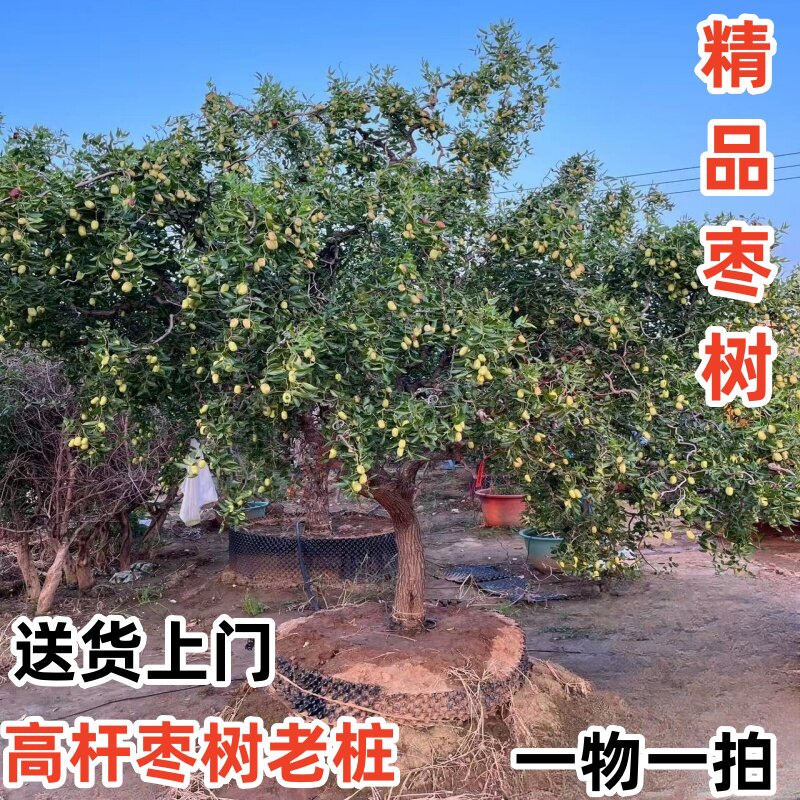 龙须枣树大树龙爪枣盘龙枣树特大观赏庭院名贵果树老桩南北方种植