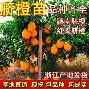 江西赣南脐橙苗嫁接纽荷尔脐橙苗卡拉红肉血橙脐橙果树苗橙子树苗