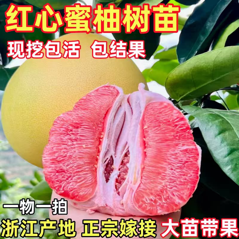 琯溪红心蜜柚苗 正宗红肉蜜柚苗 红心蜜柚树苗 嫁接红心柚子树苗