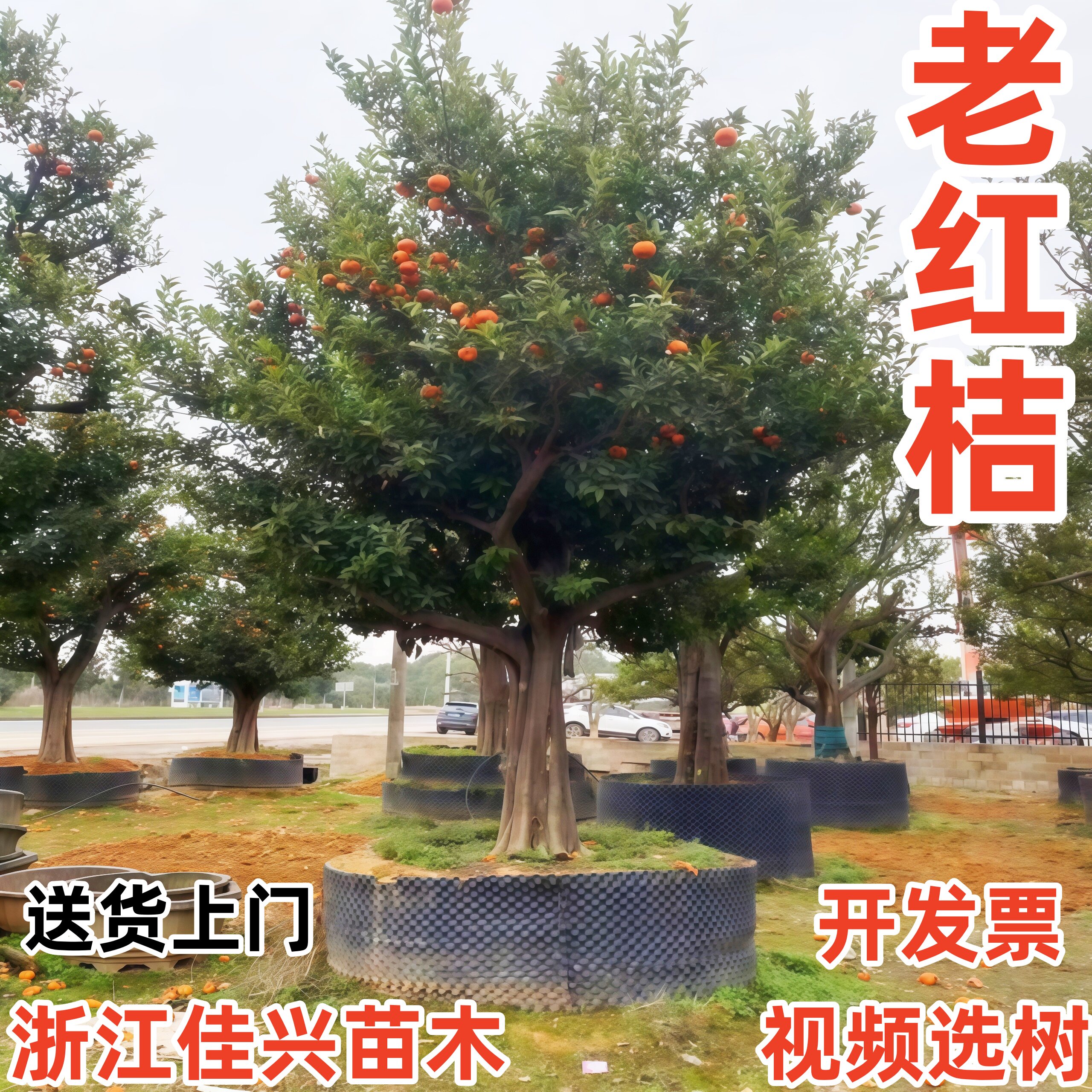 老品种红桔树苗四川正宗地盆栽川红橘子苗南方种植庭院果树四季青