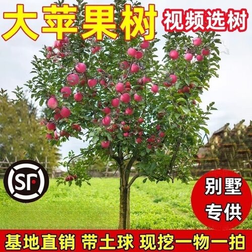 庭院别墅种植大苹果树苗红富士当年结果冰糖心果树盆栽地栽南北方
