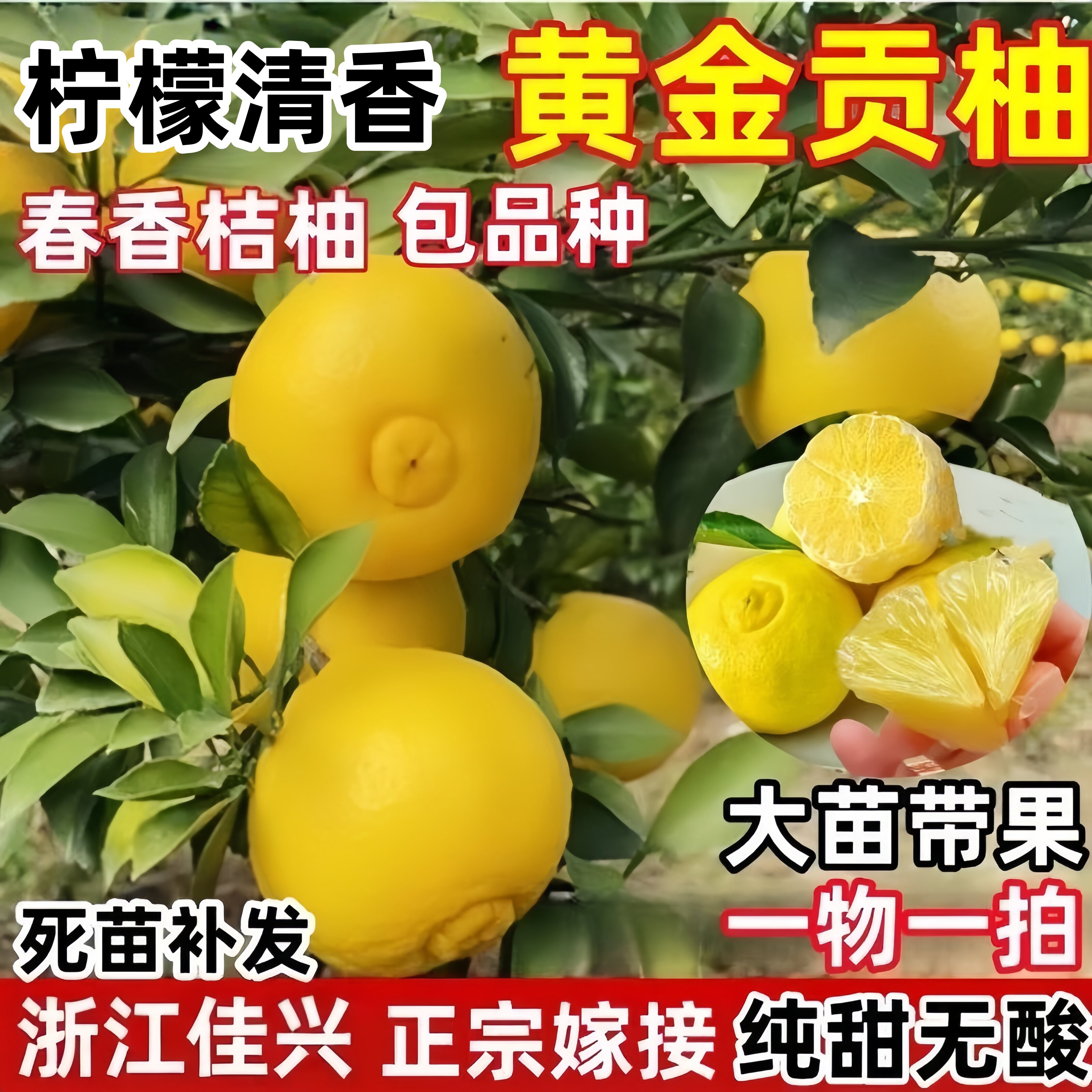 春香桔柚树苗 黄金贡柚树苗兼有桔和柚的香 象山柑橘树苗青香树苗