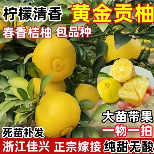 春香桔柚树苗 黄金贡柚树苗兼有桔和柚的香 象山柑橘树苗青香树苗