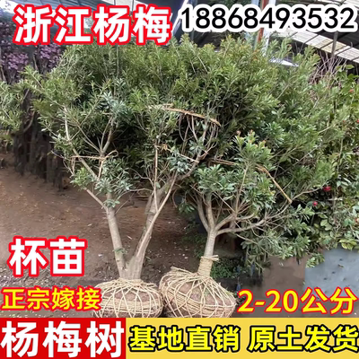 浙江仙居嫁接东魁杨梅树大树苗黑炭当年结果南方种植庭院果树果苗