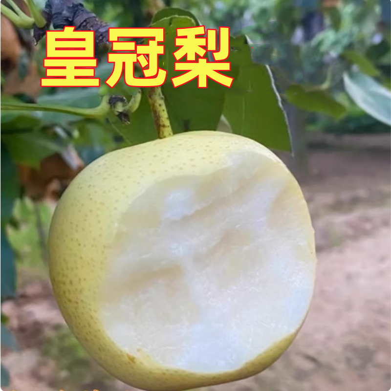 皇冠梨苗南北方种植耐寒大树梨树果苗活苗盆栽嫁接早熟当年结果