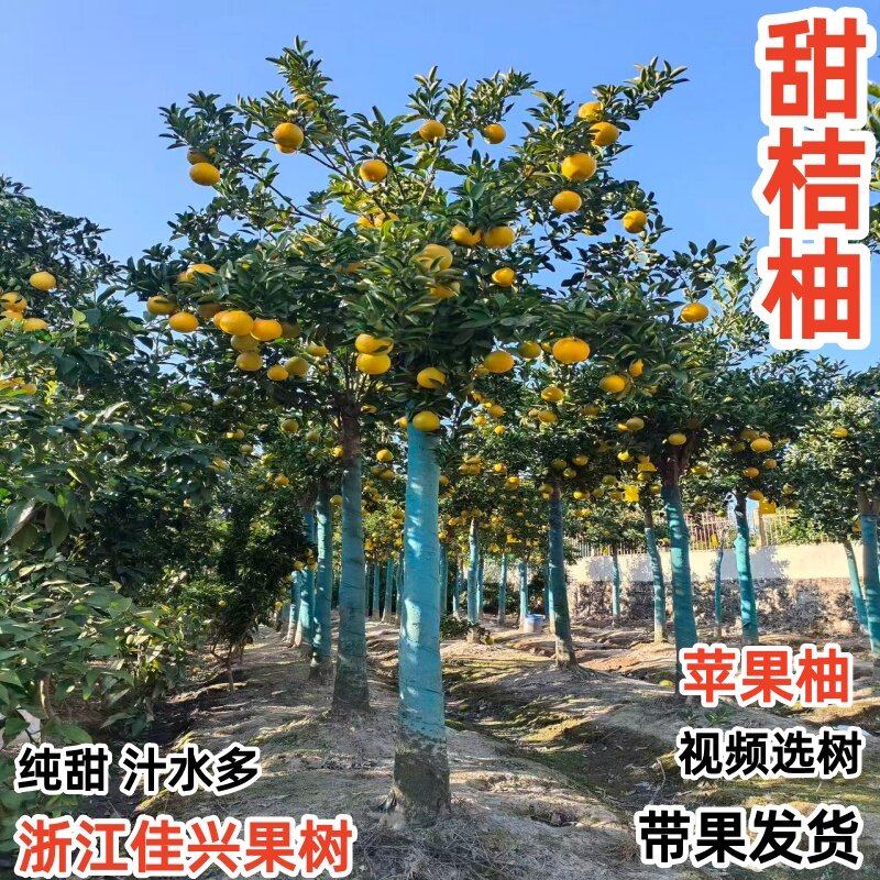 苹果柚甜桔柚柚子果树苗别墅庭院地栽黄金贡柚大树带果南北方种植图片