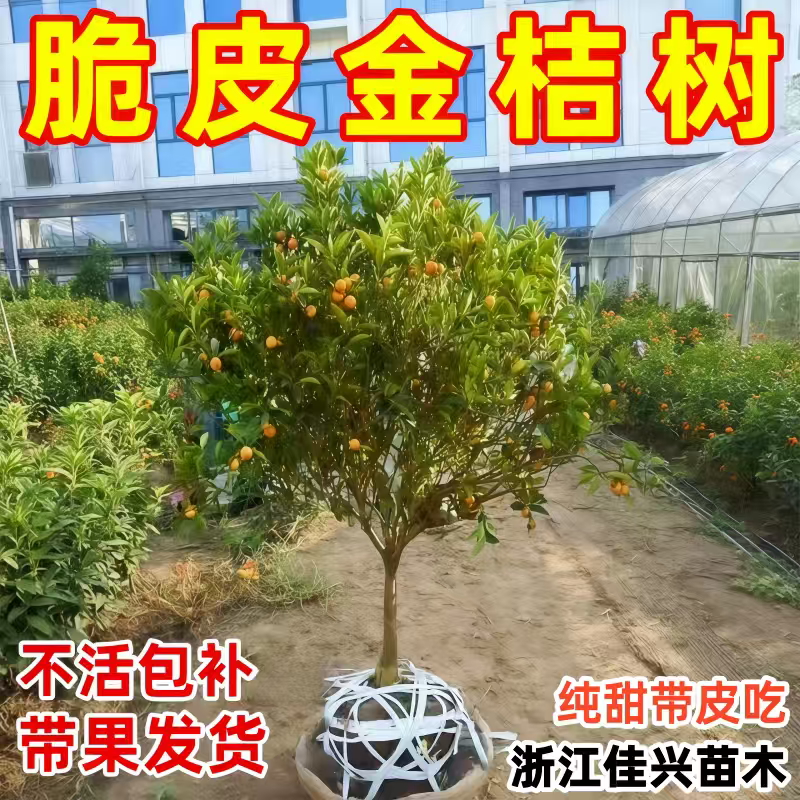 大果脆皮金桔树苗蜜糖金桔苗带果发货大金桔树南北方种植当年结果