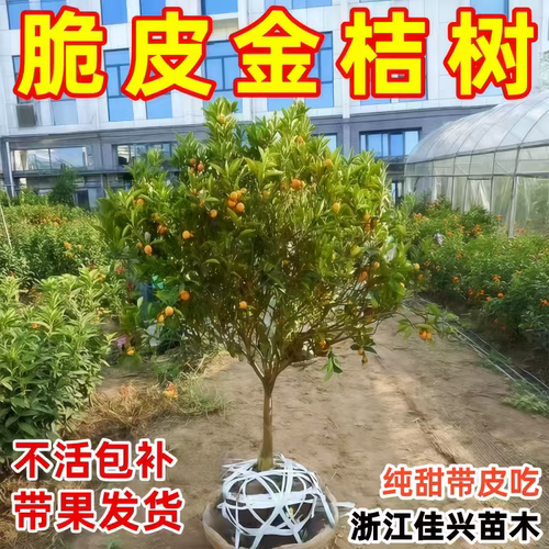 大果脆皮金桔树苗蜜糖金桔苗带果发货大金桔树南北方种植当年结果