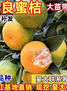 特早熟蜜桔果树苗由良无籽蜜桔苗新品种庭院种植当年结果橘子树苗