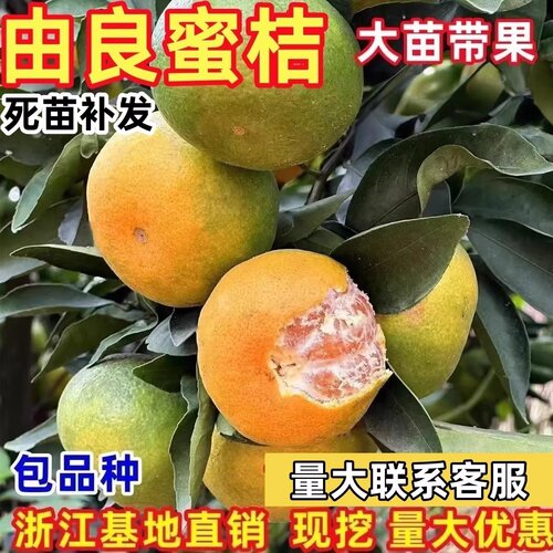 特早熟蜜桔果树苗由良无籽蜜桔苗新品种庭院种植当年结果橘子树苗