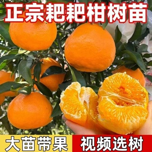 晚熟杂柑树苗嫁接苗 春见杂柑树苗 耙耙柑苗 春见柑橘苗当年结果