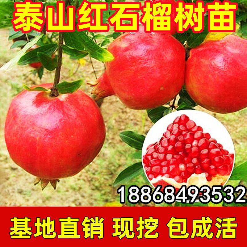 石榴树苗 泰山红石榴苗 泰山大红石榴果树苗木 盆栽地栽当年结果