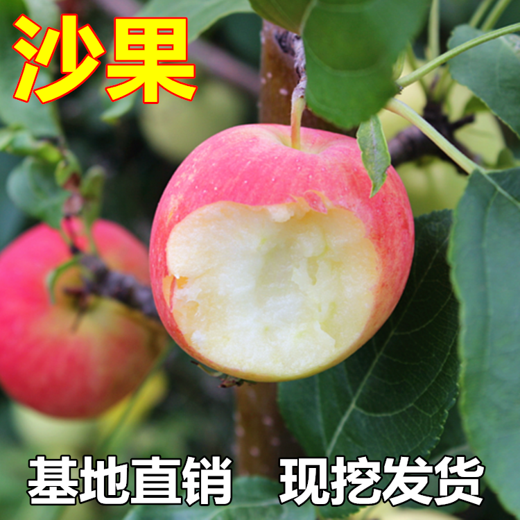 东北大秋果树苗南北方庭院地栽种植沙果盆栽嫁接小苹果当年结果