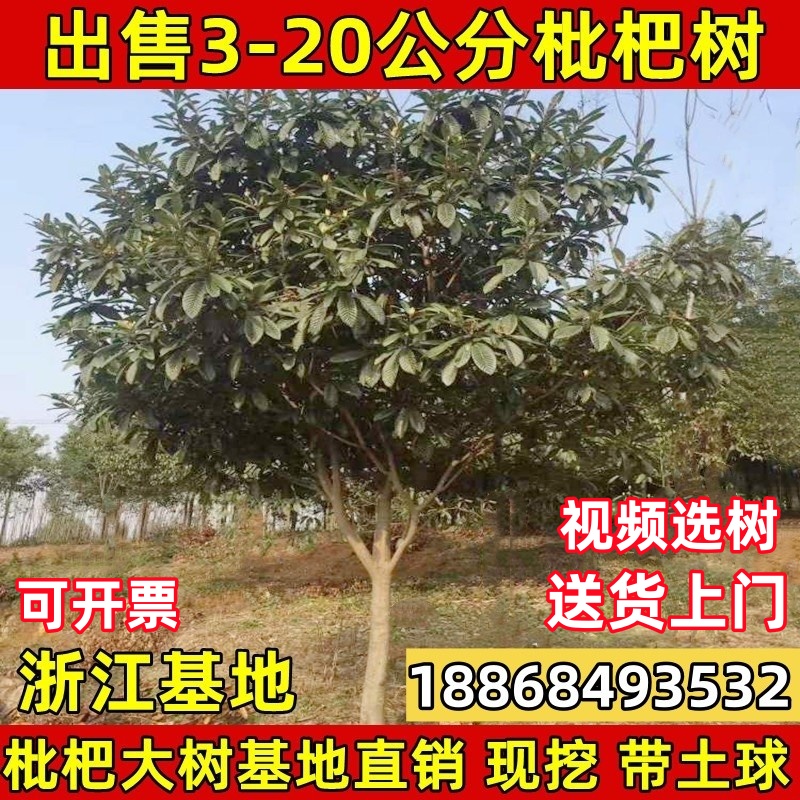 特大大五星白枇杷树苗庭院果苗