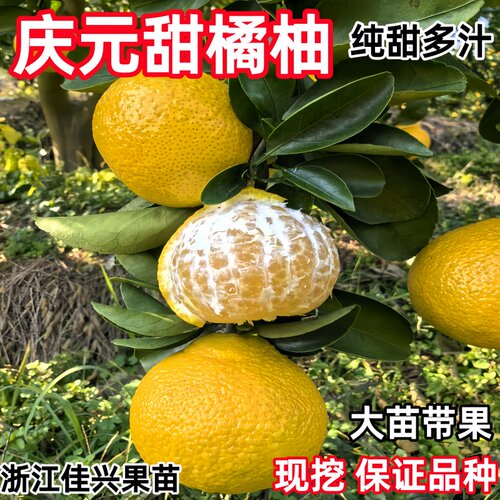 高糖桔柚树苗 庆元甜橘柚 桔柚嫁接苗 苹果柚子树果苗桔苗果树苗