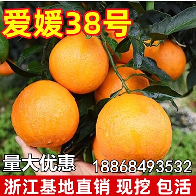 爱媛38号早熟柑橘苗果冻橙树苗