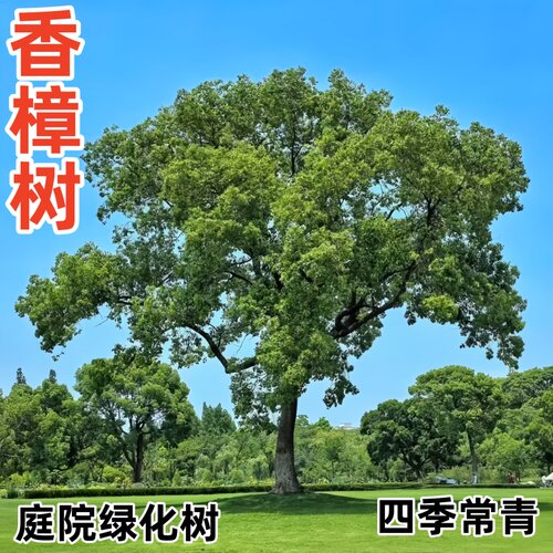正宗香樟树树苗龙脑樟树驱蚊虫四季庭院风景树盆栽地栽南北方种植