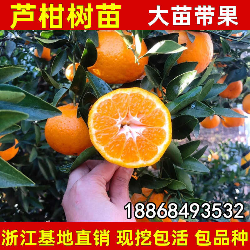 椪柑苗芦柑桔子苗 岩溪晚芦 晚熟椪柑橘子苗盆栽地栽嫁接芦柑苗