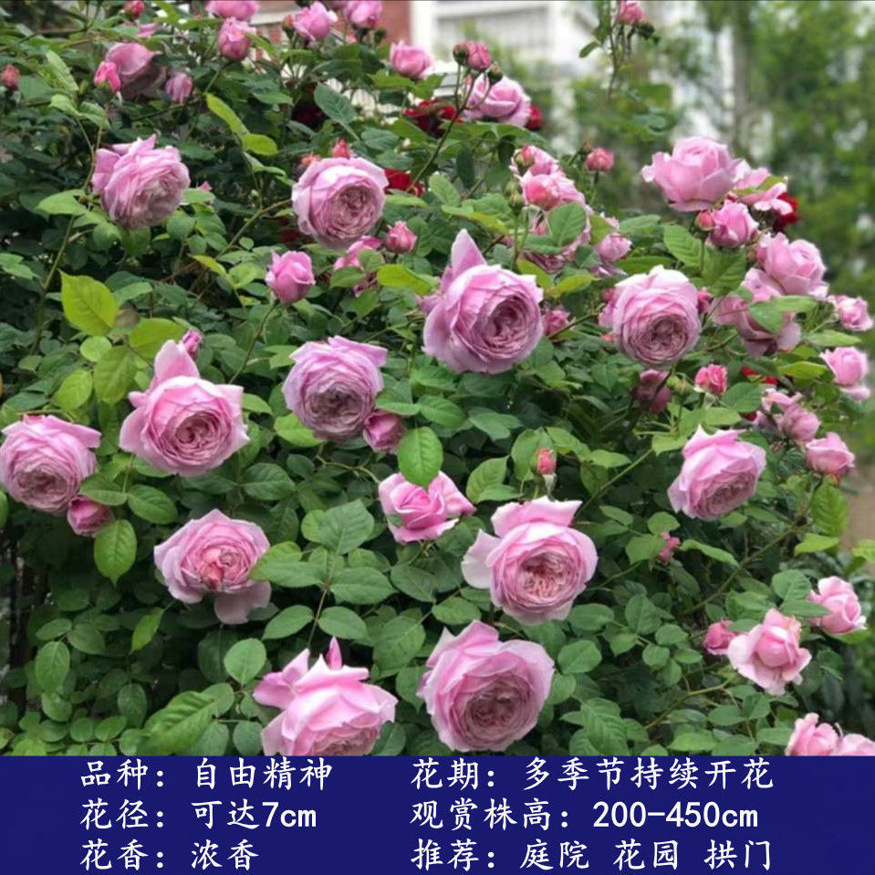 自由精神1米6大苗蔷薇花藤本月月季/蔷薇/玫瑰