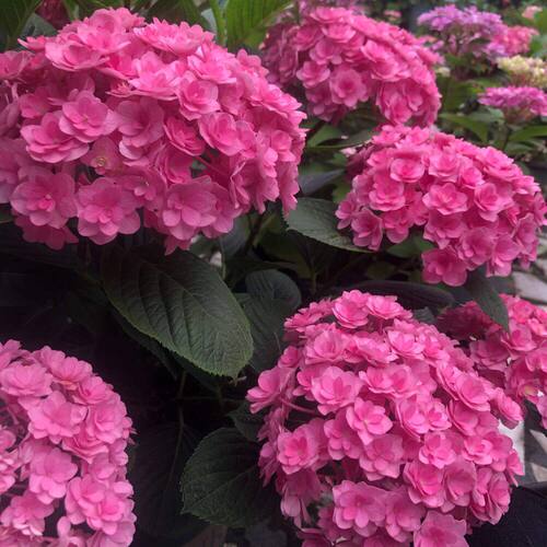 大花绣球太阳神殿带花发货