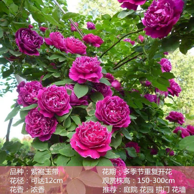 紫袍玉带1米6大苗蔷薇花藤本月月季/蔷薇/玫瑰