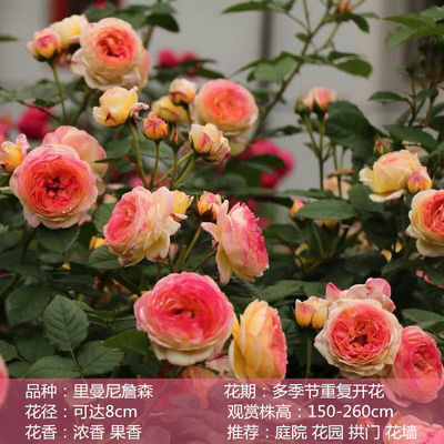詹森1米6大苗蔷薇花藤本月季花爬藤植物四季开花卉盆栽种植