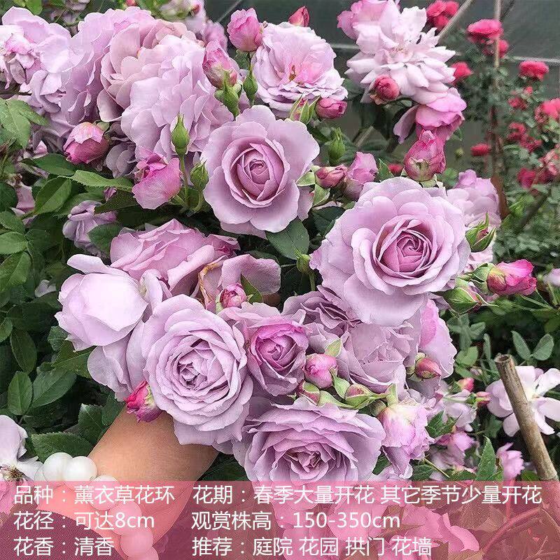 薰衣草花环1米6大苗蔷薇花藤本月季/蔷薇/玫瑰
