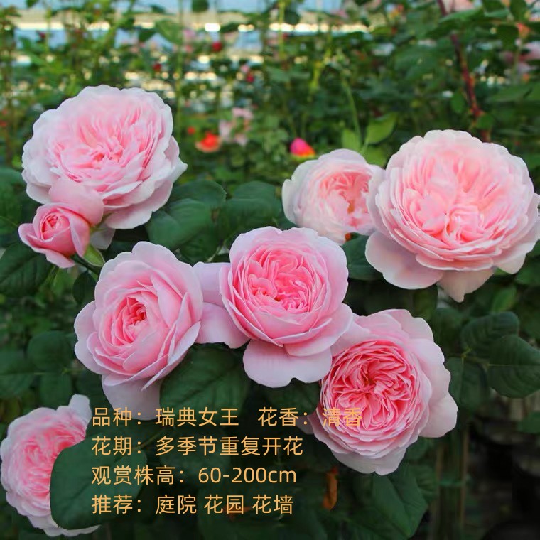 瑞典女王1米6大苗蔷薇花藤本月月季/蔷薇/玫瑰