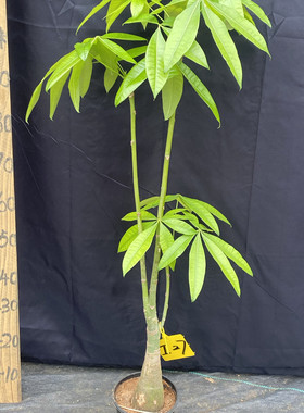 独特款富贵竹一帆风顺巴西木植物