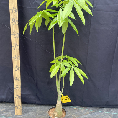 独特款富贵竹一帆风顺巴西木植物