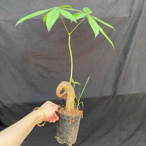 原生态发财树独款造型种子苗