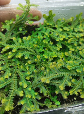 小翠云草高山伏地卷柏植物雨林缸生态瓶造景微景观盆景兰花铺面草
