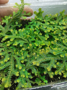 小翠云草高山伏地卷柏植物雨林缸生态瓶造景微景观盆景兰花铺面草