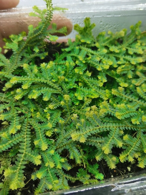 小翠云草高山伏地卷柏植物雨林缸生态瓶造景微景观盆景兰花铺面草