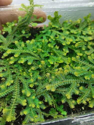 小翠云草高山伏地卷柏植物雨林缸生态瓶造景微景观盆景兰花铺面草