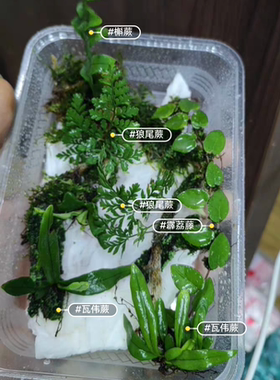 迷你附生型蕨类植物套餐寄生附着造景绿植雨林缸吸水石假山瓦伟蕨